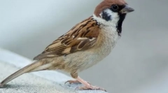Sparrow. Odstranitev ptic